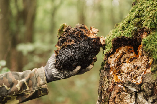 Everything You Need to Know About Chaga